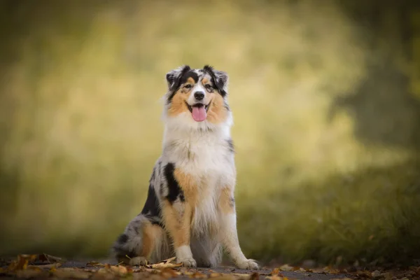 Portret Van Australische Herder Met Een Verbazingwekkende Achtergrond Geweldige Herfst — Stockfoto