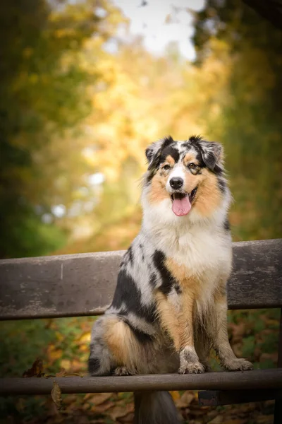 Australiska Herden Sitter Bänken Det Höststämning Och Hon Fluffig — Stockfoto