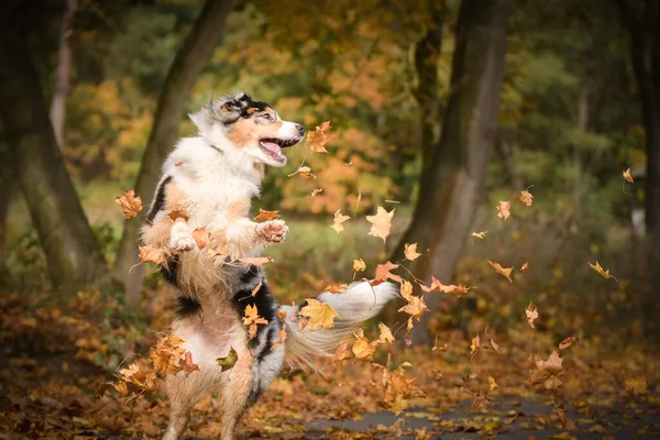 Çılgın Avustralyalı çoban havada yaprak yakalıyor. Çok çılgın bir köpek..