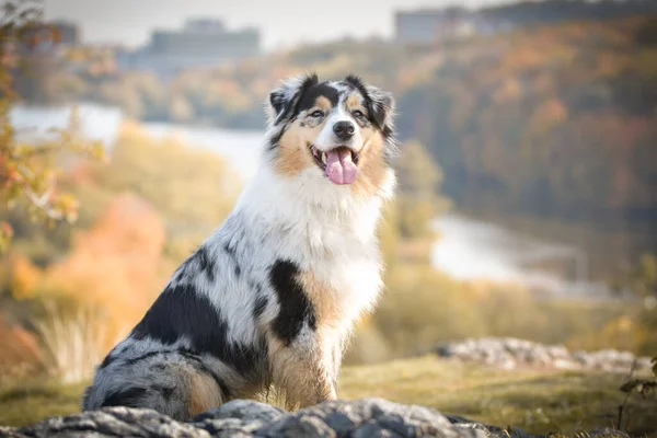 Porträtt Australiensisk Herde Som Står Sten Dem Sjön Fantastisk Höst — Stockfoto