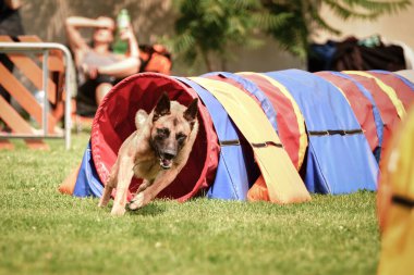 Köpek Belçikalı Malinois çeviklik yarışı yapıyor. Czech çeviklik yarışmasında harika bir gün..