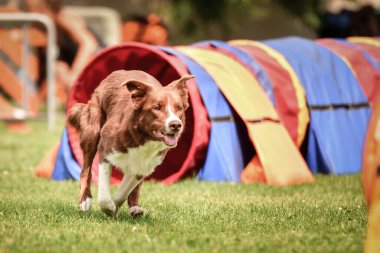 Sınır çobanı Ratenice yarışmasında çeviklik tünelinde. Czech çeviklik yarışmasında inanılmaz bir gündü Ratenice. Sadece büyük yarışmalar vardı..