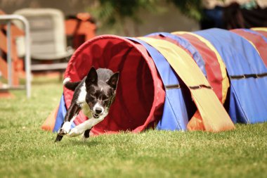 Sınır çobanı Ratenice yarışmasında çeviklik tünelinde. Czech çeviklik yarışmasında inanılmaz bir gündü Ratenice. Sadece büyük yarışmalar vardı..