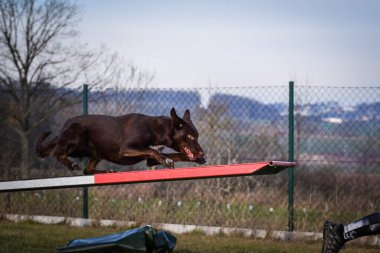 Çılgın kahverengi sınır çobanı köpek gezdirme parkında koşuyor. Rekabet için yeni şeyler öğretiyor..