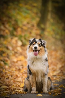 Avustralya çobanı doğanın içinde yapraklarla oturuyor. Çok tatlı bir köpek..