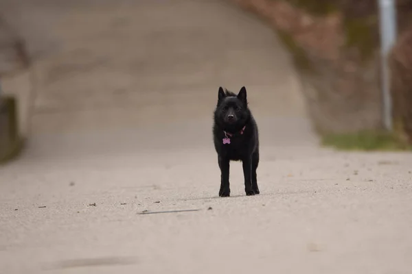 Schipperke Köpeği Koşmak Için Emir Bekliyor Çok Mutlu Çılgın Bir — Stok fotoğraf