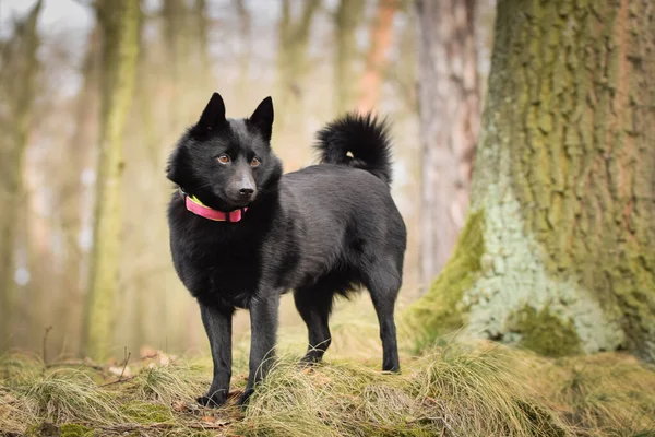 Schipperke 'ın genç dişisi doğada duruyor. O çok sabırlı bir model, buna bayılıyor..