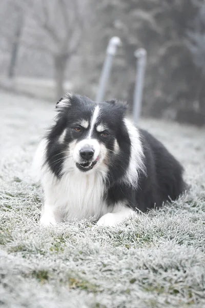 Volwassen Border Collie Ligt Bevroren Gras Hij Heeft Grappig Gezicht — Stockfoto