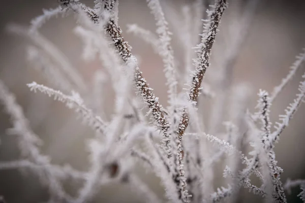 Κατεψυγμένα Κλαδιά Χειμώνα Αυτός Πάγος Κάνει Τόσο Ωραίο Πλάσμα — Φωτογραφία Αρχείου