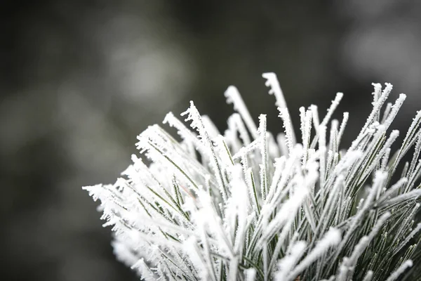 겨울에는 얼어붙은 나뭇가지들 서리는 동물이야 — 스톡 사진