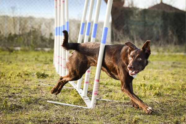 Brown Border Collie Slalom Agilità Sulla Formazione Privat Giornata Incredibile — Foto Stock