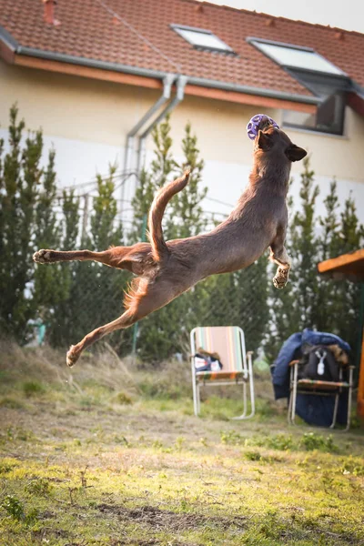 Őrült Barna Collie Elkapja Labdát Levegőben Egy Őrült Kutya — Stock Fotó