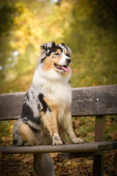 Australischer Schäferhund Sitzt Auf Bank Ist Herbststimmung Und Sie Ist — Stockfoto