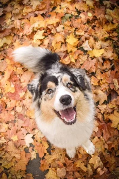 Portrait Australian Shepherd Looking She Sitting Leaves Waiting Orders — Stock Photo, Image