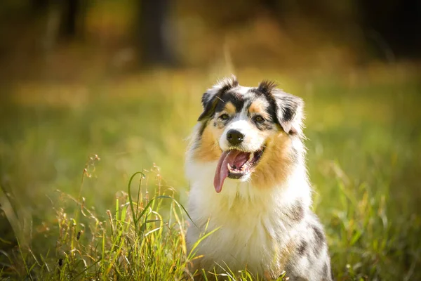 Der Erwachsene Australische Schäferhund Ist Der Natur Gras Sie Hat — Stockfoto