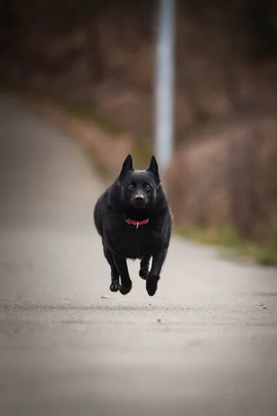 스키퍼 강아지가 달리고 있습니다 그녀는 행복하고 개입니다 움직이는걸좋아 — 스톡 사진