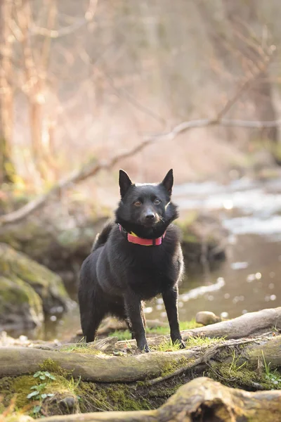 Joven Hembra Schipperke Está Sentada Tronco Cerca Del Agua Tiene —  Fotos de Stock