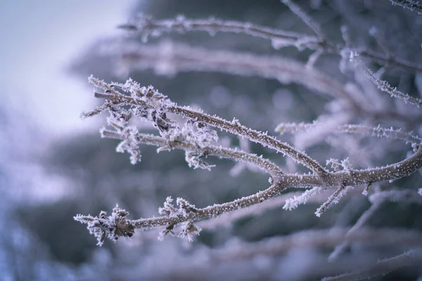 Ramuri Congelate Timpul Iernii Acest Îngheț Face Creatură Atât Frumoasă — Fotografie, imagine de stoc