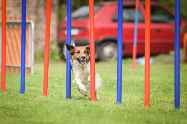 Siyah ve beyaz Bohem Benekli Köpek çeviklik yarışmasında slalom koşuyor..