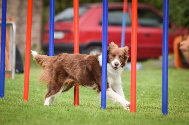 Redmerle border collie, Czech çeviklik yarışması slalom 'da koşuyor. Pesopark köpek parkında Prag çeviklik yarışması.