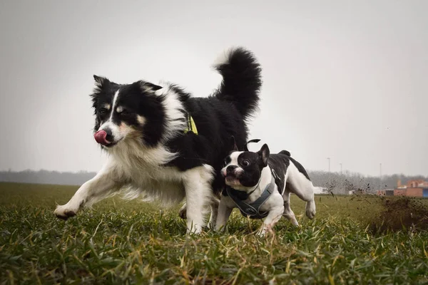 Bulldog Francês Border Collie Campo São Cães Loucos — Fotografia de Stock