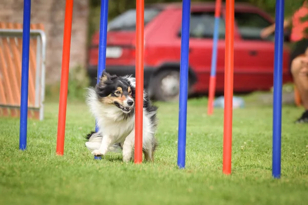 Adorável Tricolor Fronteira Collie Está Executando Slalom Slalom Competição Agilidade — Fotografia de Stock