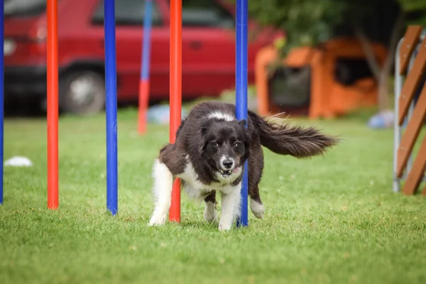 Grens Collie Draait Tsjechische Behendigheid Competitie Slalom Praagse Behendigheidswedstrijd Hondenpark — Stockfoto