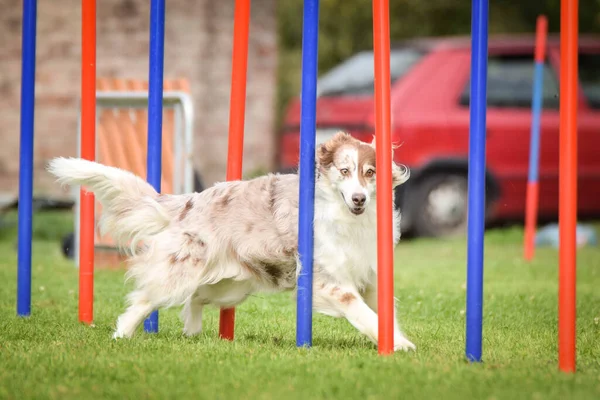 Redmerleボーダーコリーは チェコの敏捷性競争スラロームで実行されています 犬公園でのプラハ敏捷性競争 ペソパーク — ストック写真