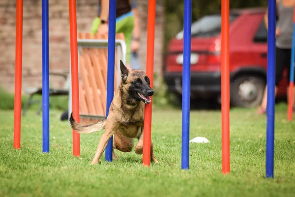 Belçika Malinois Czech Çeviklik Yarışması Slalom Yarışıyor Czech Çeviklik Yarışmasında — Stok fotoğraf