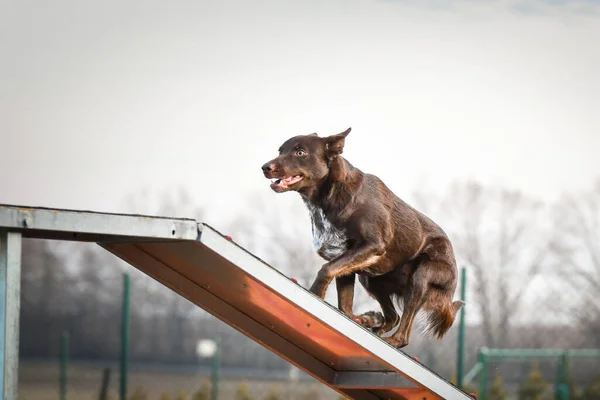 Crazy brown border collie is running in agility park on dog walk. She teachs new thing for competition.