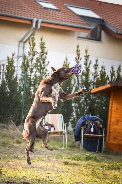 Çılgın Kahverengi Renkteki Çoban Köpeği Topu Havada Yakalıyor Çok Çılgın — Stok fotoğraf
