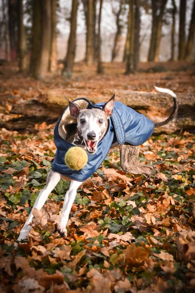 Jung Whippet Nőstény Kutyája Átugrik Csomagtartón Őszi Fotózás Parkban — Stock Fotó