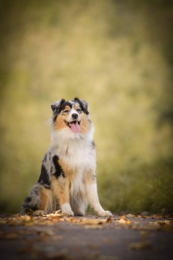 Harika bir geçmişi olan Avustralyalı çoban portresi. Prag 'da şaşırtıcı sonbahar atmosferi.