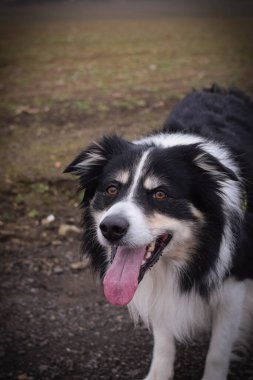 Sınır çoban köpeği, eğitmeninden uçan kil üzerinde sinsice dolaşıyor. Yakalamaktan hoşlanıyor..