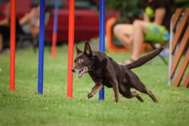 Kahverengi kelpie, Czech çeviklik yarışması slalom 'da koşuyor. Czech çeviklik yarışmasında inanılmaz bir gündü Ratenice. Sadece büyük yarışmalar vardı..