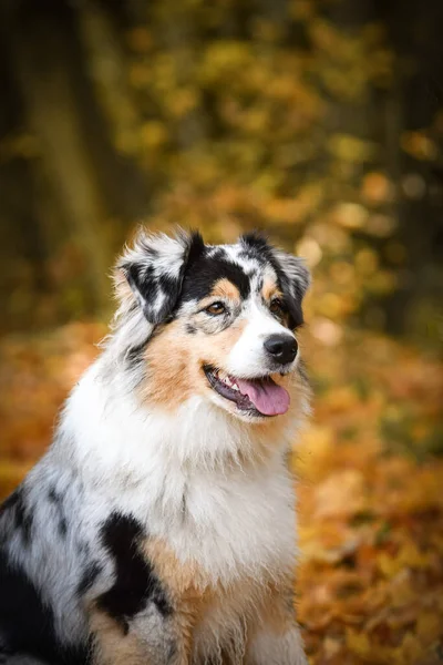 Australische Herder Zit Natuur Rond Zijn Bladeren Lucht Leuke Hond — Stockfoto