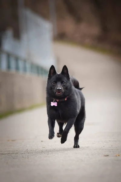 Цуценя Шипперке Біжить Дорозі Вона Така Щаслива Божевільна Собака Вона — стокове фото
