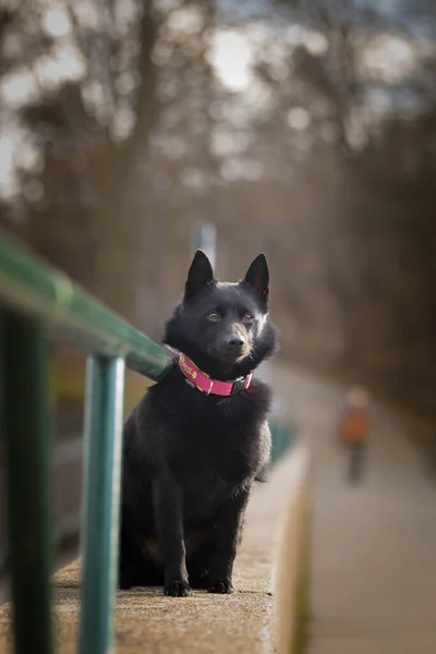 Una Joven Mujer Schipperke Está Sentada Pared Tiene Una Cara —  Fotos de Stock