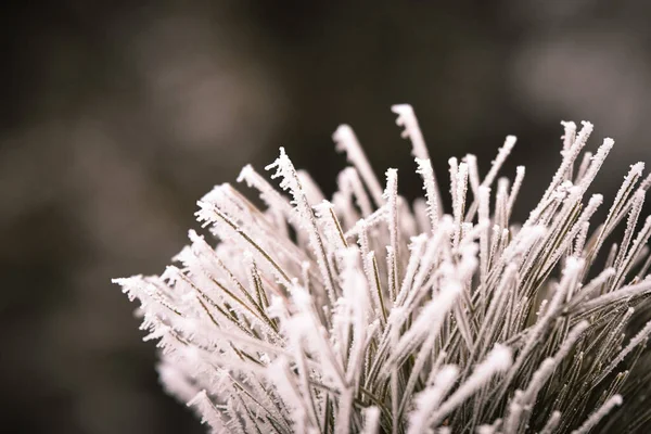 Frozen Branches Winter Time Frost Make Nice Creature — Stock Photo, Image