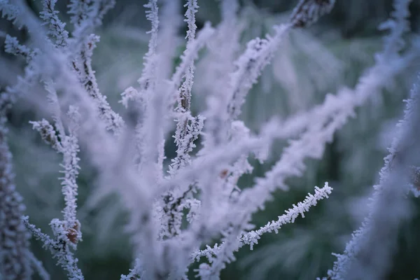 Frozen Branches Winter Time Frost Make Nice Creature — Stock Photo, Image