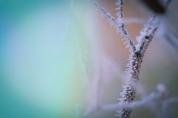 冬の時間帯に冷凍枝 この霜はとてもいい生き物を作る — ストック写真