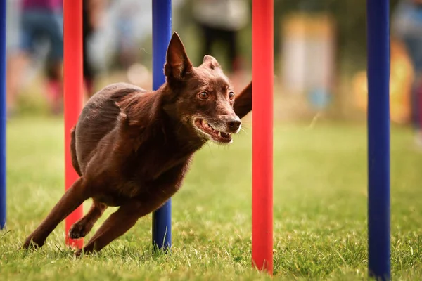 Kahverengi kelpie, Czech çeviklik yarışması slalom 'da koşuyor. Czech çeviklik yarışmasında inanılmaz bir gündü Ratenice. Sadece büyük yarışmalar vardı..