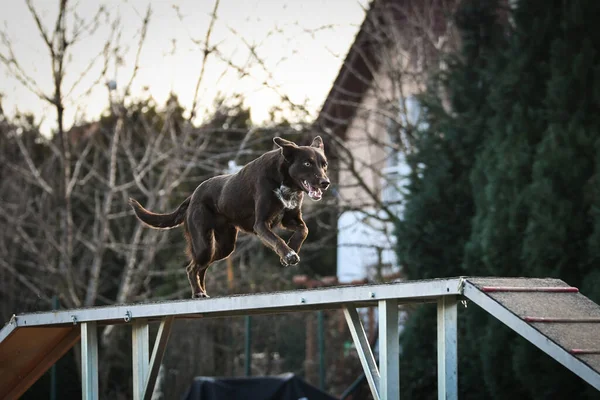 Hund Brun Gräns Collie Smidighet Balans Balk Fantastisk Dag Tjeckisk — Stockfoto