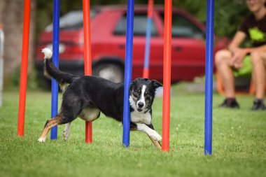 Border collie, Czech çeviklik yarışması slalom 'da koşuyor. Pesopark köpek parkında Prag çeviklik yarışması.