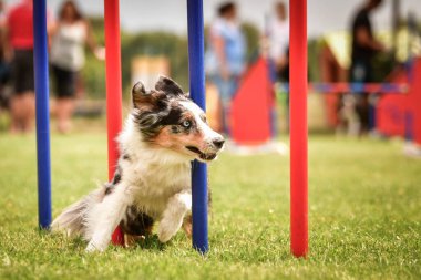 Bluemerle Border collie çek çeviklik rekabet slalom üzerinde çalışıyor. Köpek parkı Pesopark Prag çeviklik yarışması.