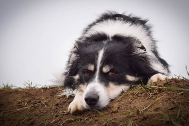 Sınır çobanı dosyalandı. Çok tatlı ve komik bir yüzü var.