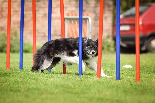 Czech çeviklik yarışmasında slalom koşan sevimli üç renkli Border collie. Köpekler bayılır.!