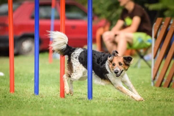 Zwart Wit Boheemse Gevlekte Hond Loopt Slalom Behendigheid Tsjechische Competitie — Stockfoto