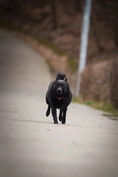 Цуценя Шипперке Біжить Дорозі Вона Така Щаслива Божевільна Собака Вона — стокове фото