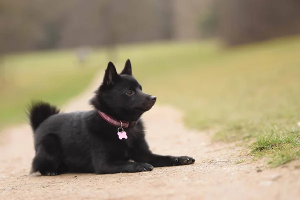 Meadow Yatan Köpek Yavrusu Çok Mutlu Çılgın Bir Köpek — Stok fotoğraf